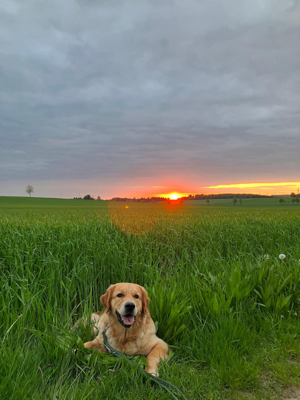 Familienhund Harley Familienhund Harley