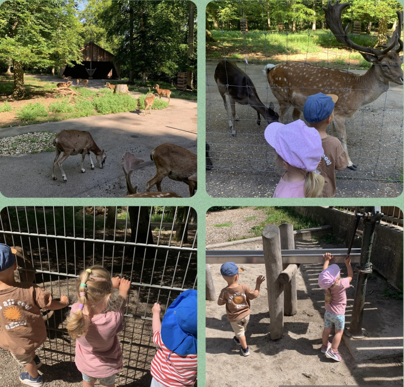 Ausflug Wildpark Ausflug Wildpark