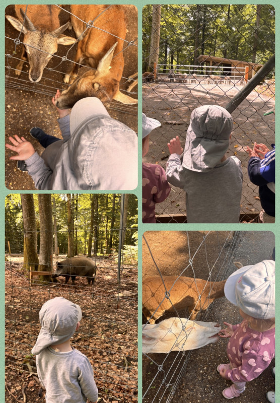 Ausflug Wildpark Ausflug Wildpark