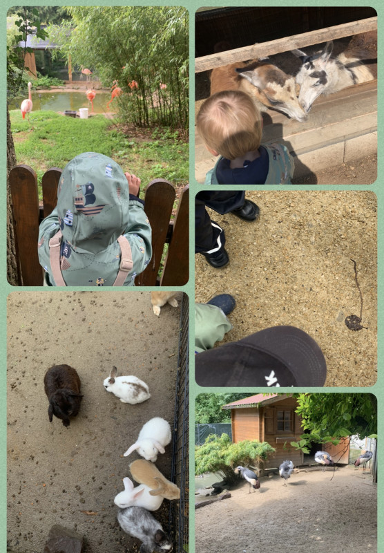 Ausflug kleiner Tierpark mit Picknick im Wald Ausflug kleiner Tierpark mit Picknick im Wald