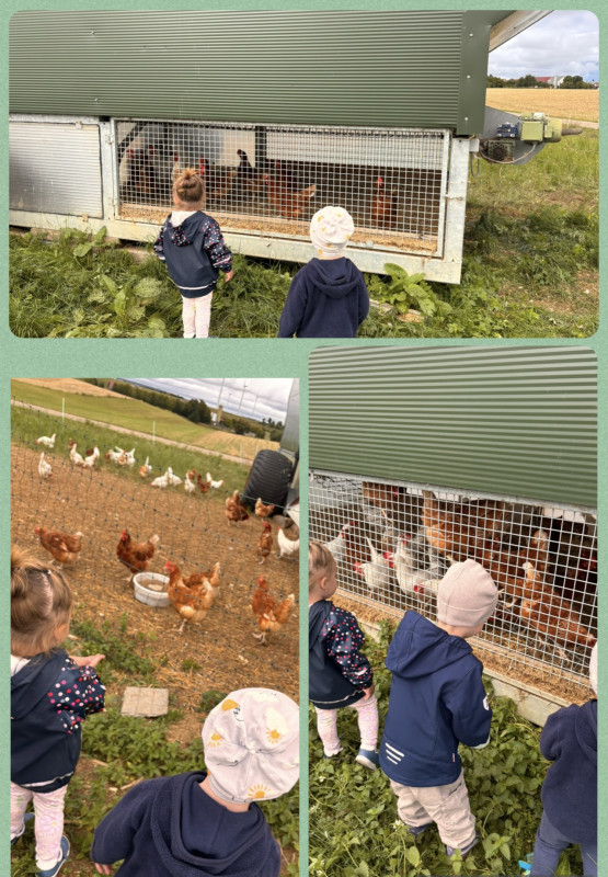 Besuch bei den Hühnern Besuch bei den Hühnern