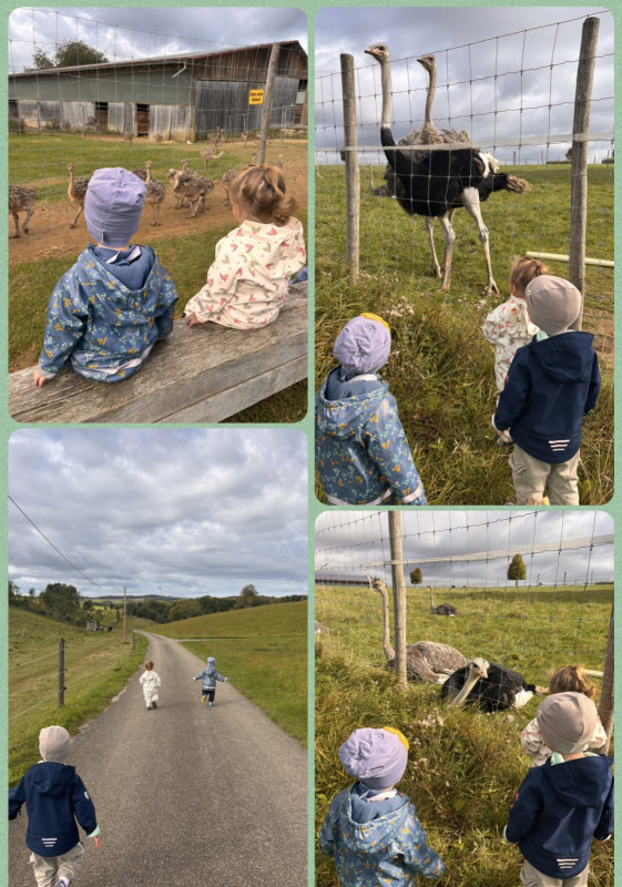 Besuch auf der Straußenfarm